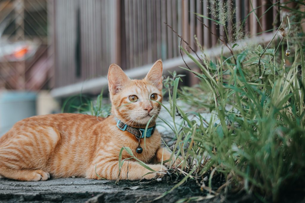 What is The Best Pet Insurance for Cats?