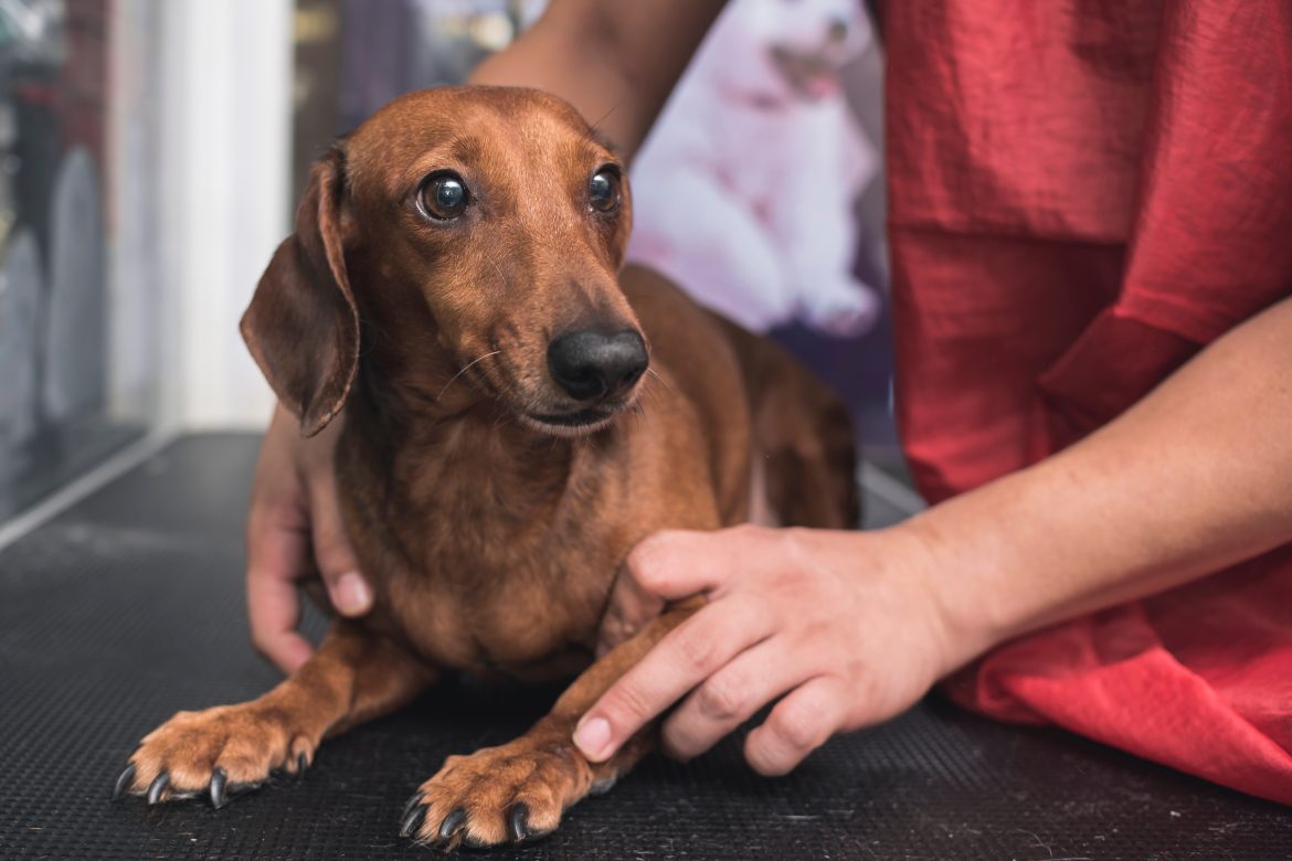 how to calm an anxious dog