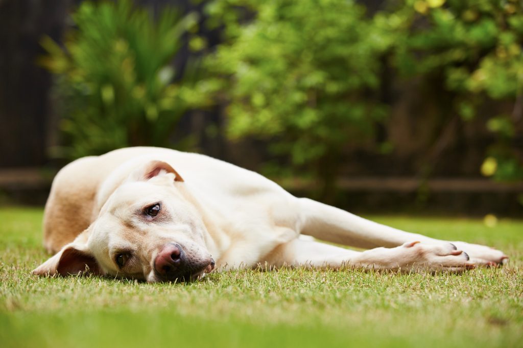 How do I know my dog is in pain? 8 Signs Pet Insurance