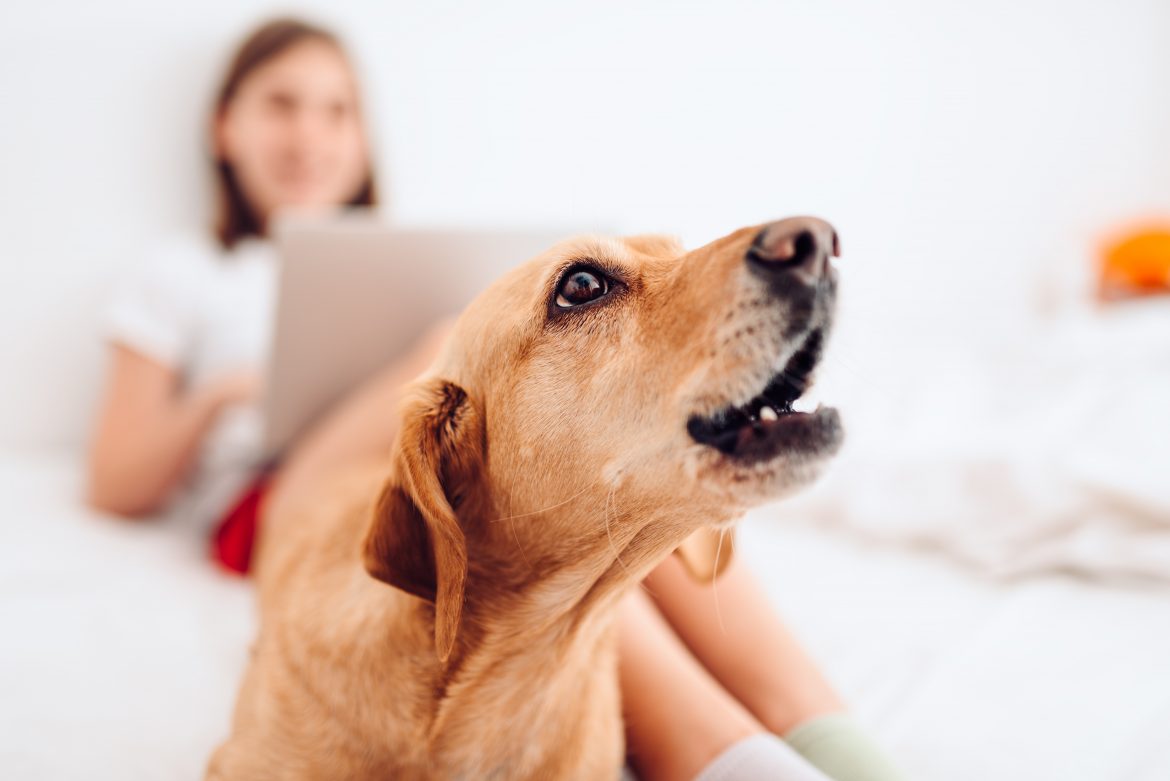 how to make your dog stop barking