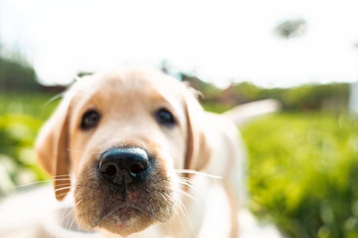 Playful dog face, with nose close to the camera lens, focus on nose, closeup. Sniffing the camera dog's ability to smell