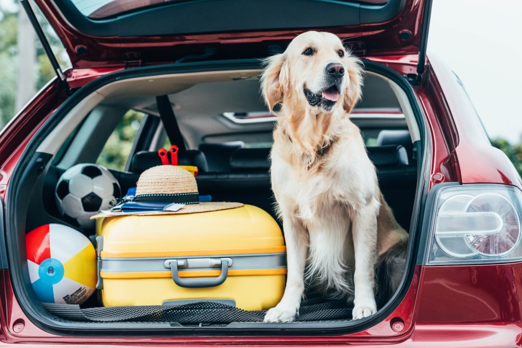 travelling with your dog