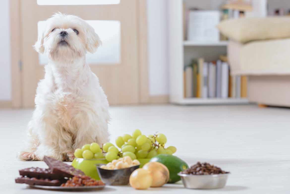 toxic foods for dogs