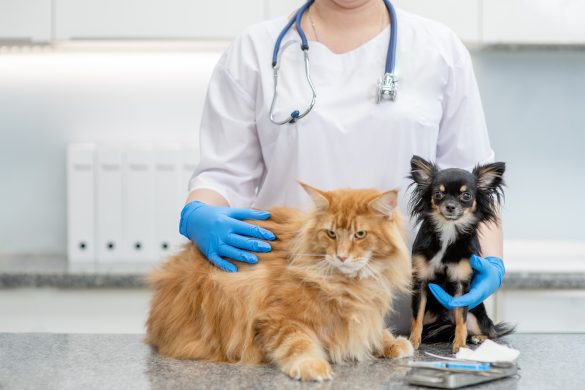 take your pet to the vet