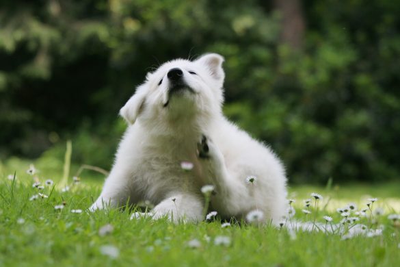 flea treatment