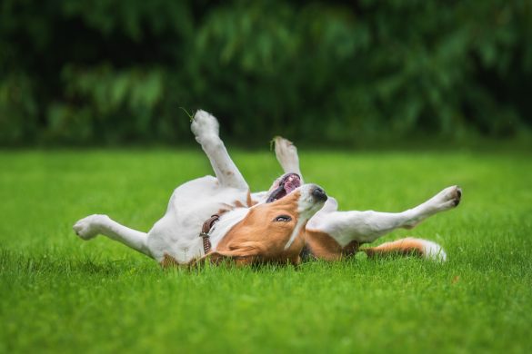 dog acting strange
