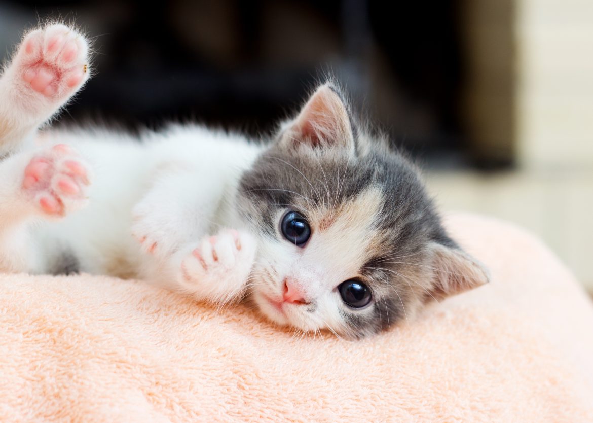 pet insurance for kittens