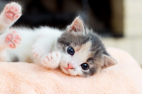pet insurance for kittens