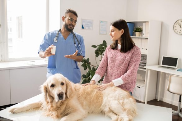 diabetes in dogs