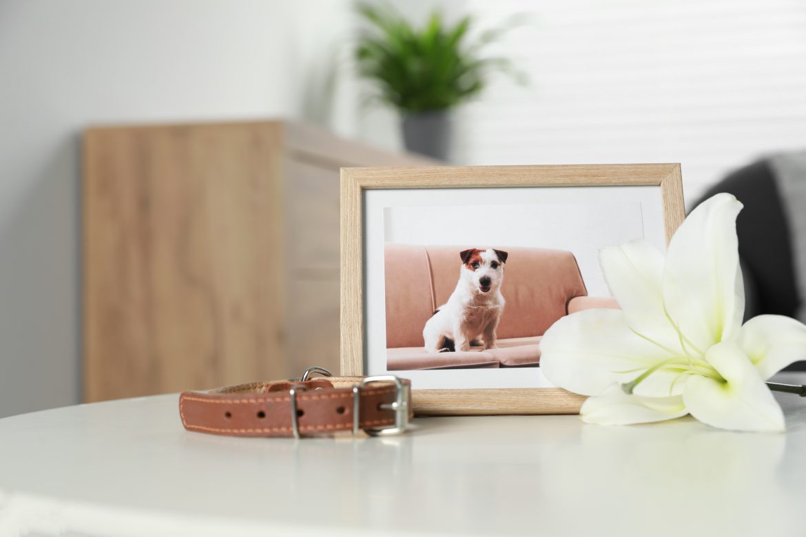 how to cope with the death of a pet