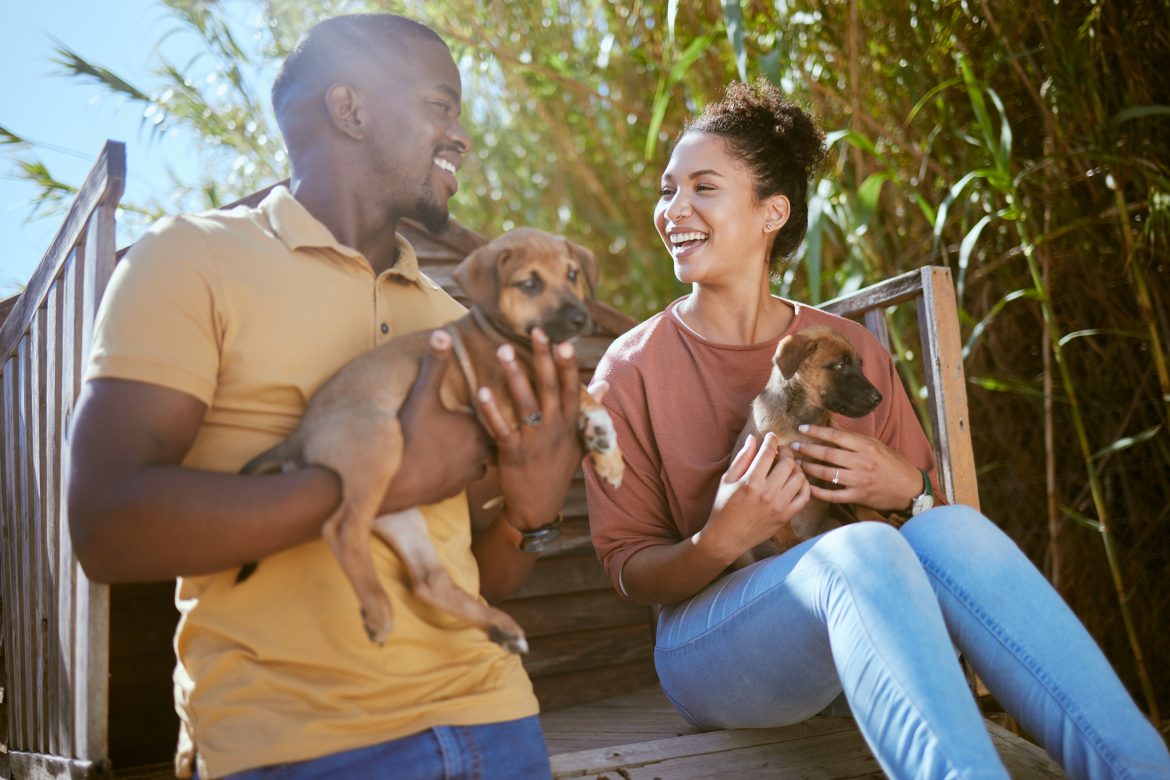 pet scams south africa