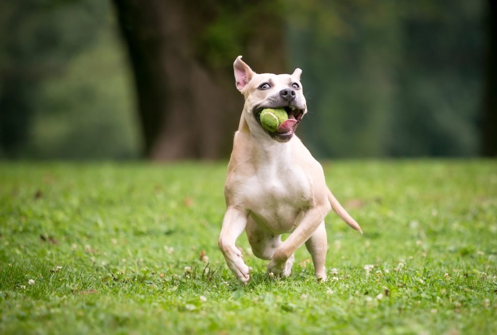 zoomies
