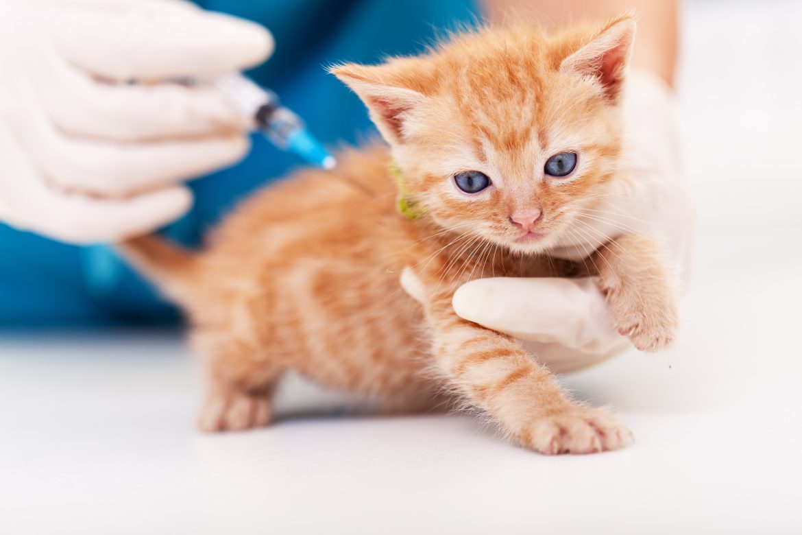 most affordable pet health insurance