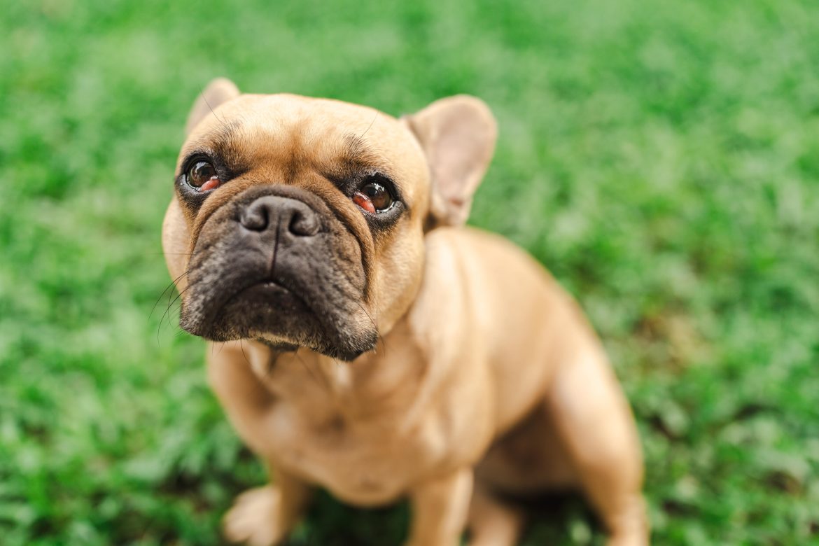 cherry eye in dogs