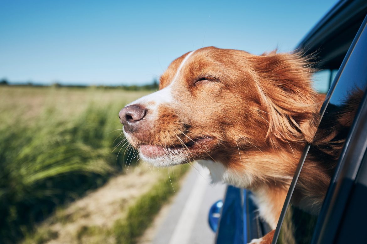 how to train your dog