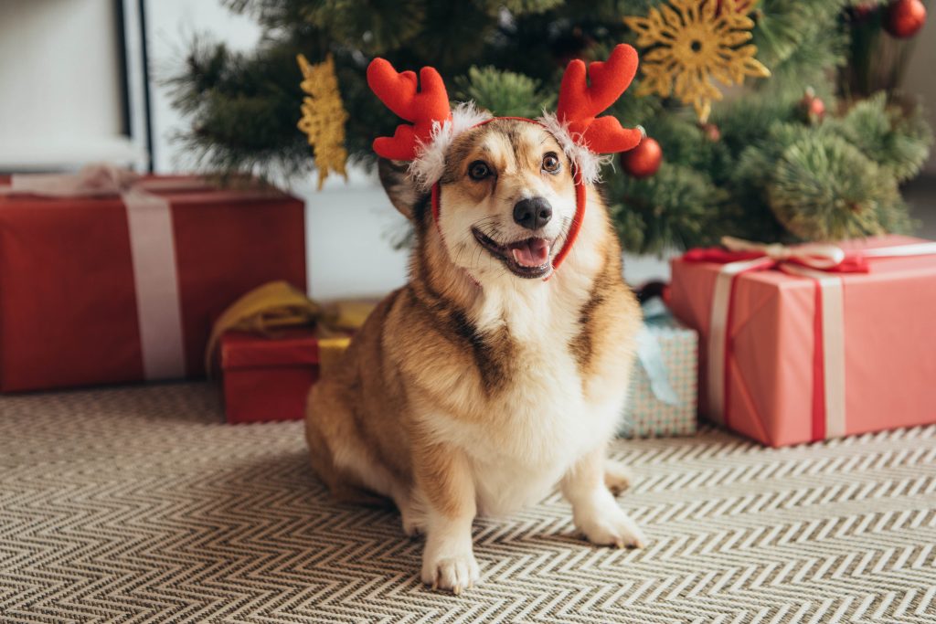 caring for pets