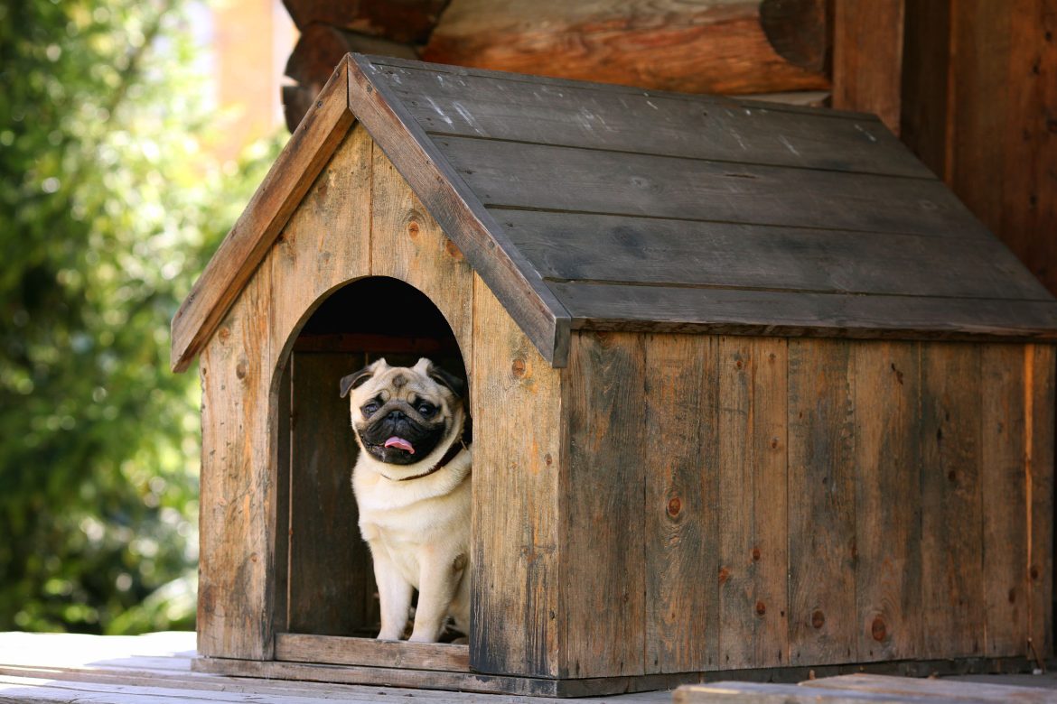 pet insurance